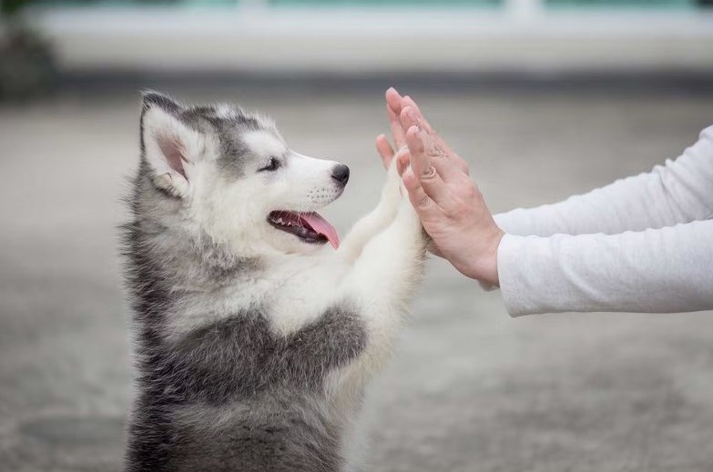 自由でかわいらしいシベリアンハスキーの画像