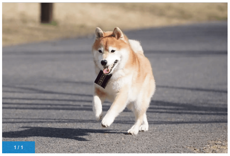 ナンバMG5の松役の柴犬の画像